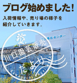 ブログ川口園芸販売だより