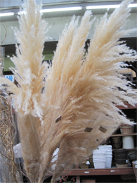 ドライフラワー