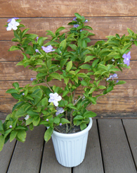 ニオイバンマツリ