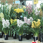 高級洋蘭　シンビジューム