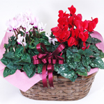 ミニシクラメン2鉢入り