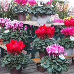 シクラメン・ポインセチア