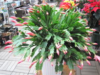 シャコバサボテン