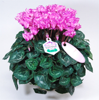 品種物シクラメン