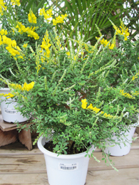 シャコバサボテン