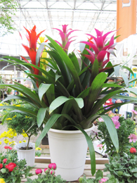 シャコバサボテン