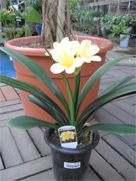 シャコバサボテン