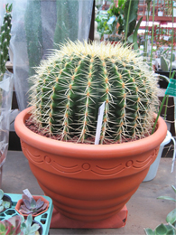 シャコバサボテン