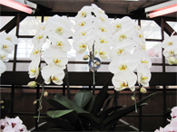 シャコバサボテン