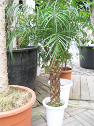 フェニックスロベレニー