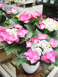 シャコバサボテン