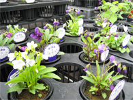 シャコバサボテン