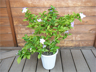 シャコバサボテン