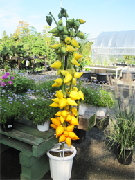 フォックスフェイス