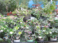 クリスマスローズ