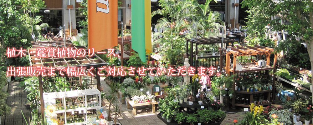 植木、鑑賞用植物のリース承ります