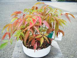 敬老の日フラワー