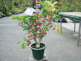 敬老の日フラワー