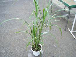 敬老の日フラワー