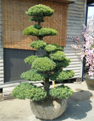 敬老の日フラワー