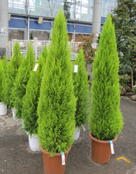 ゴールドクレスト