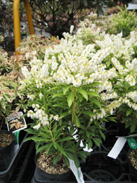 馬酔木「アセビ」