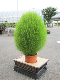 コキア（ホウキグサ）