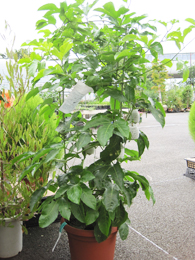 パッションフルーツ（クダモノトケイソウ）