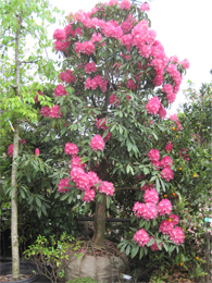 シャクナゲ　ピンク系