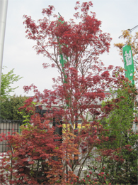 シャクナゲ　ピンク系