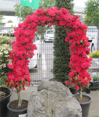 アーチ型ツツジ