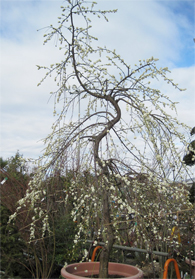 しだれ梅【月影】